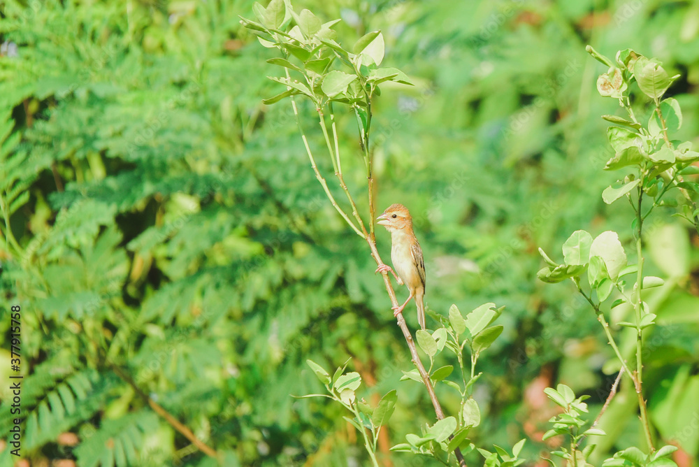 Fototapeta premium plant in the garden
