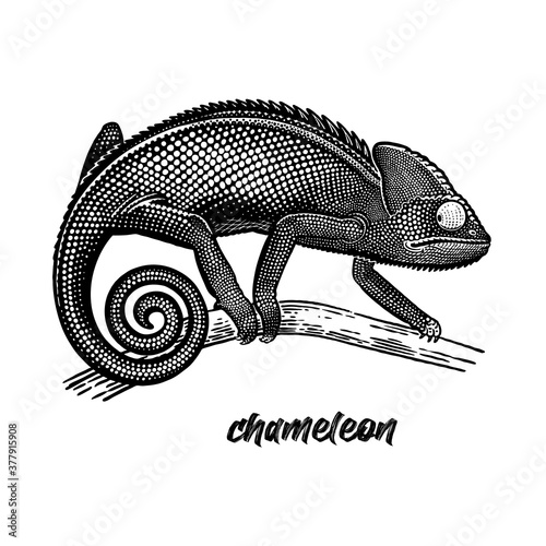 Chameleon on a tree branch. Sketch of Lizard. Black and white vector.