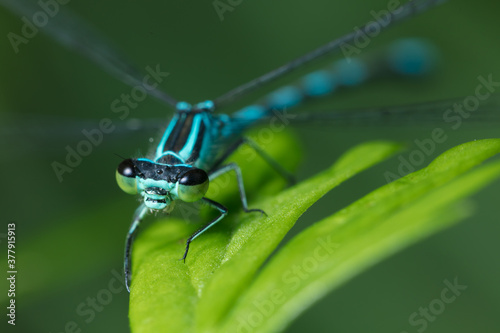 Dragonfly with big eyes close up sitting on a green leaf and looking at the camera
