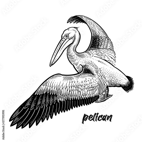 Obraz na płótnie Waterfowl Pelican. Official State Bird of Louisiana.
