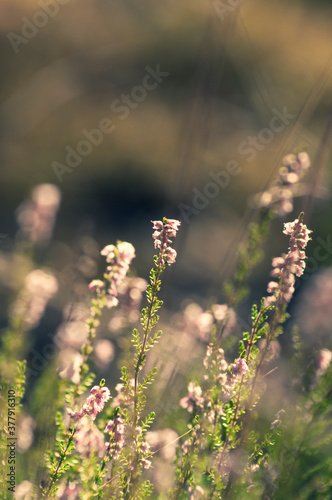 heather field. beautiful floral background, selective focus, place for text