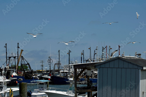 A flock of herring gulls flying over a marina in Cape May, NJ