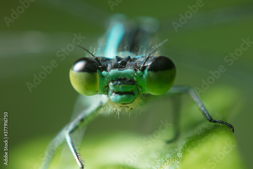 Dragonfly with big eyes close up sitting on a green leaf and looking at the camera © Abramov Maksim