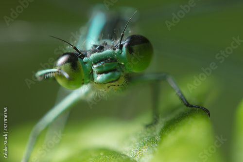 Dragonfly with big eyes close up sitting on a green leaf and looking at the camera © Abramov Maksim