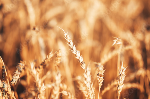 Beautiful wheat field in the countryside, late summer season.