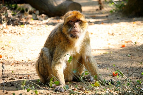 Portrait de singes