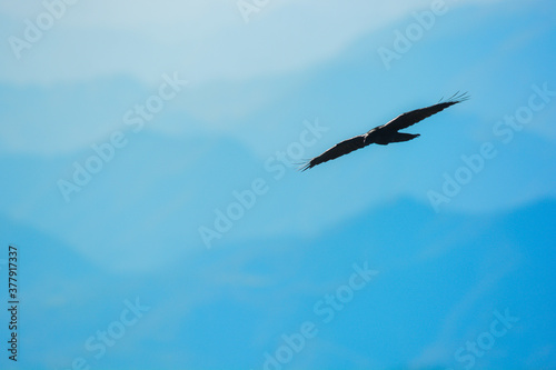 Cuadro en lienzo Corvo imperiale (Corvus corax) silhouette volo tra le montagne