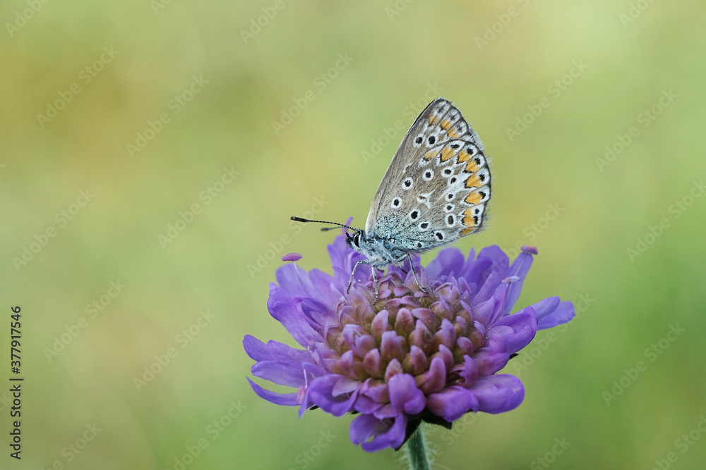 Fototapeta premium Schmetterling - Bläuling - auf einer lila Blume