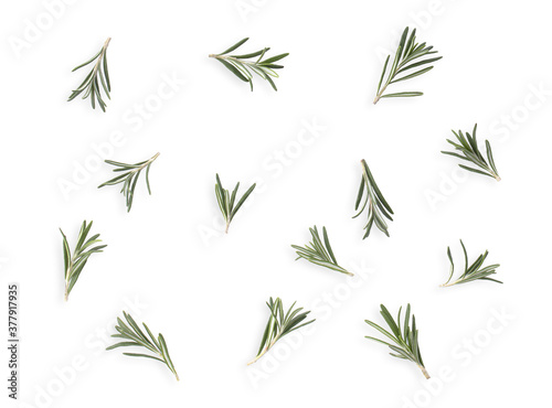 Rosemary isolated on white background