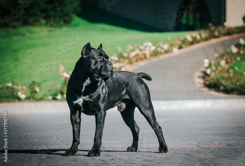 Bild auf Leinwand Cane corso dog posing outside in green background.