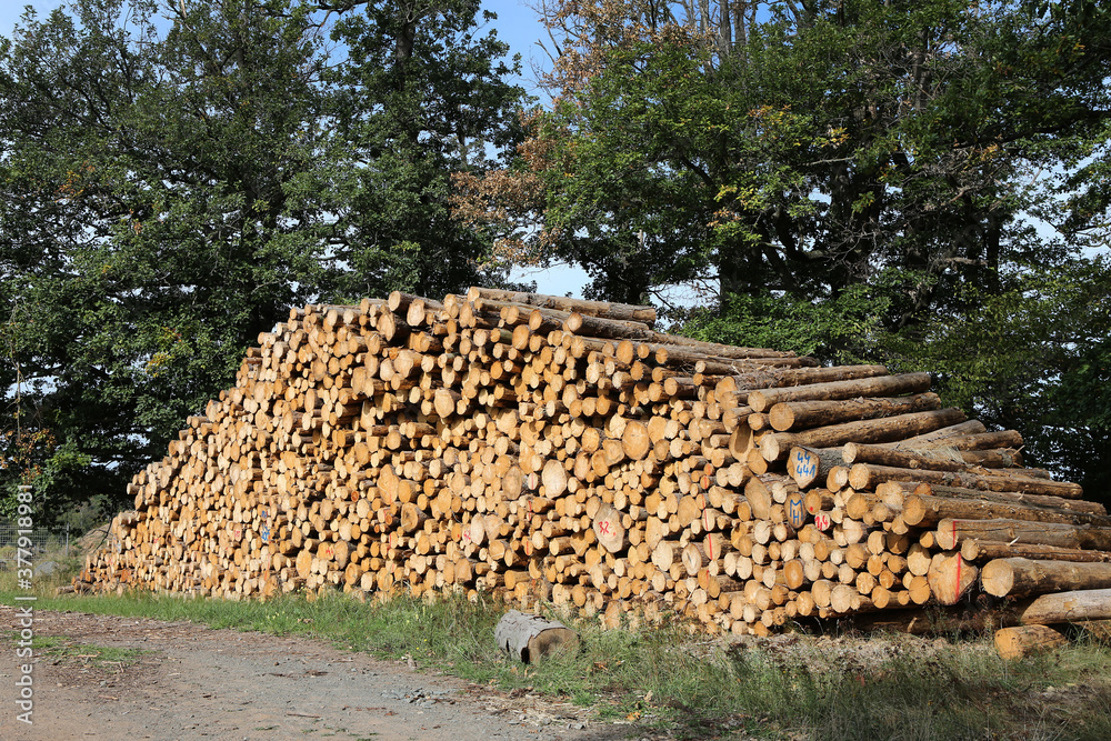 Gerodetes Holz im Harz