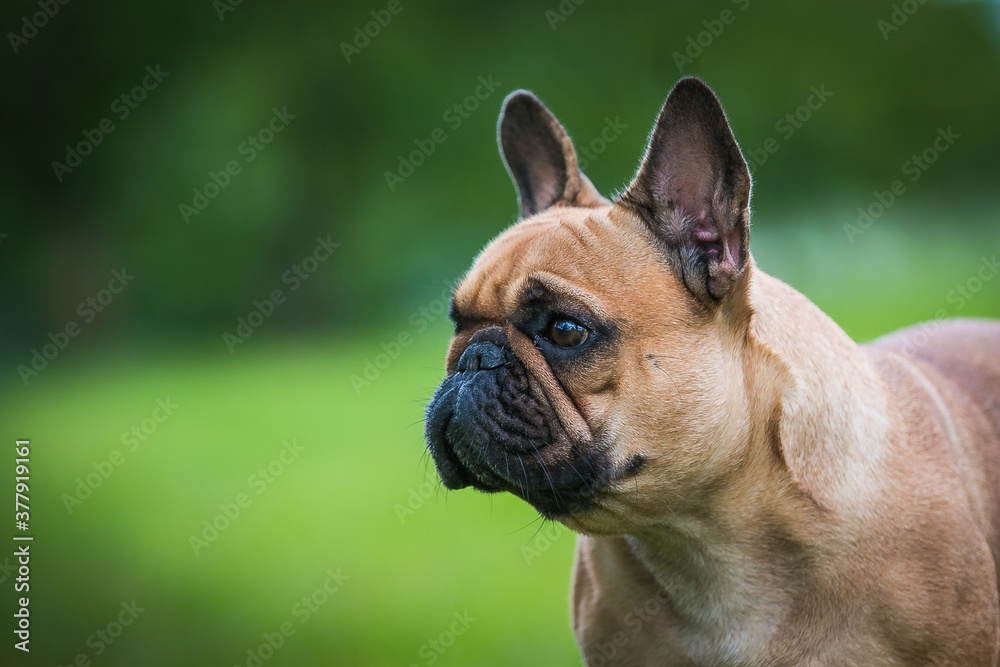 French bulldog posing outside in green background. Purebreed bulldog standing	
