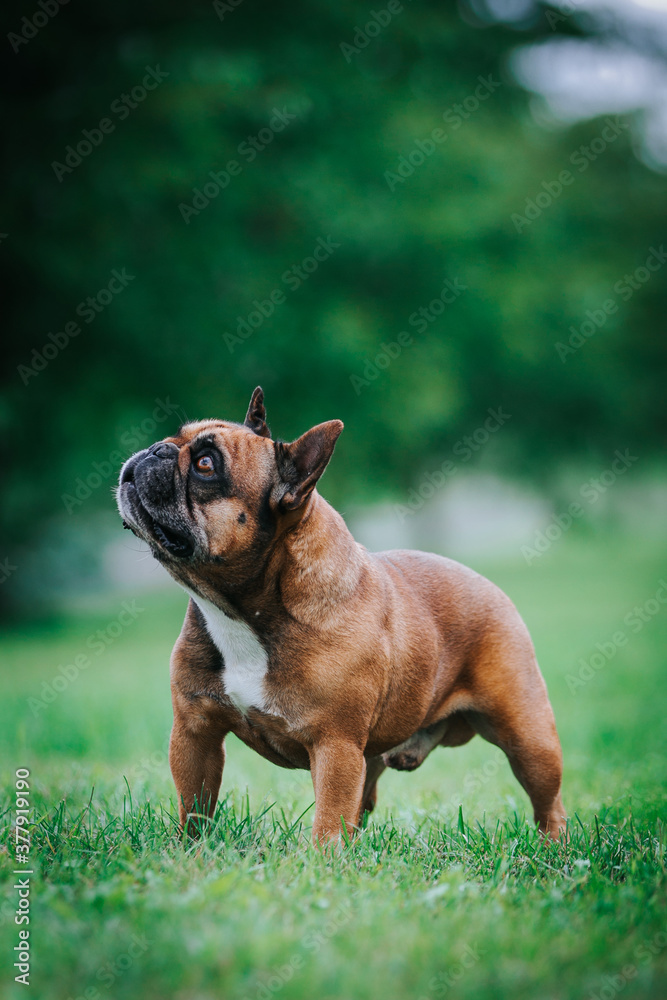 French bulldog posing outside in green background. Purebreed bulldog standing	