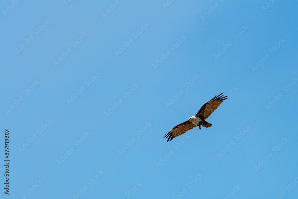 Brahminy kite flying in the blue sky. Brahminy kite flying in the blue sky.