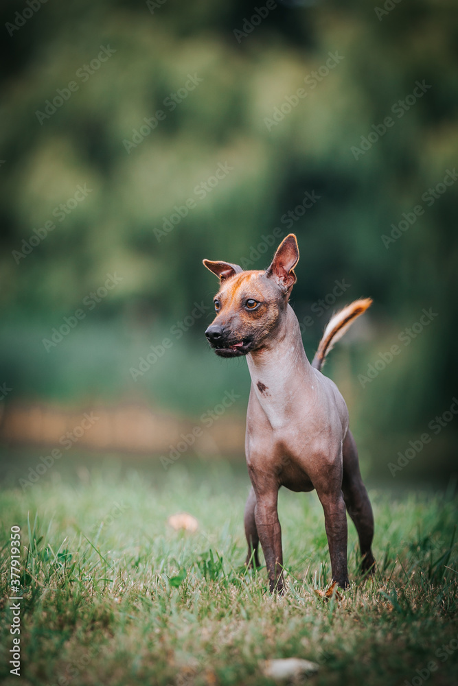 Mexican dog outside posing. Show dog in green background. Mexican dog outside posing. Show dog in green background.