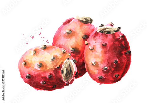 Prickly pear or Indian fig opuntia red fruits. Watercolor hand drawn illustration isolated on white background