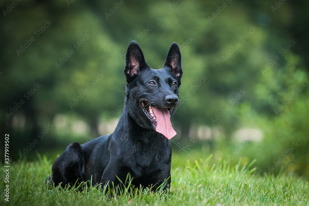 Netherlands shepherd dog in green background. Strong and active working dog.	