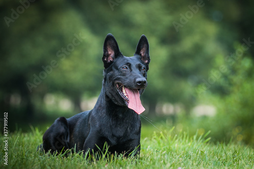 Foto Netherlands shepherd dog in green background