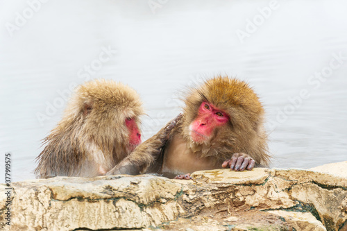 Photography Japanese snow monkey (Macaque) relaxes in the hot spring in winter at snow monkey park