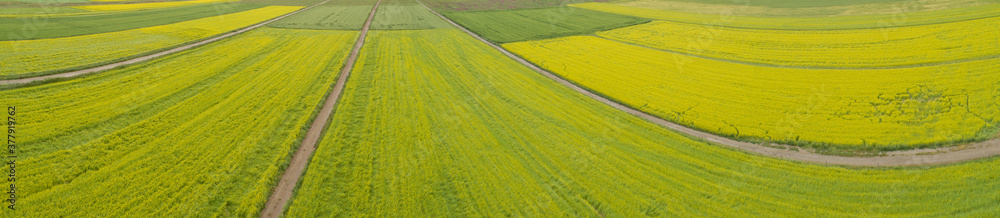 Fototapeta premium Aerial drone panorama view of cole flower filed in China