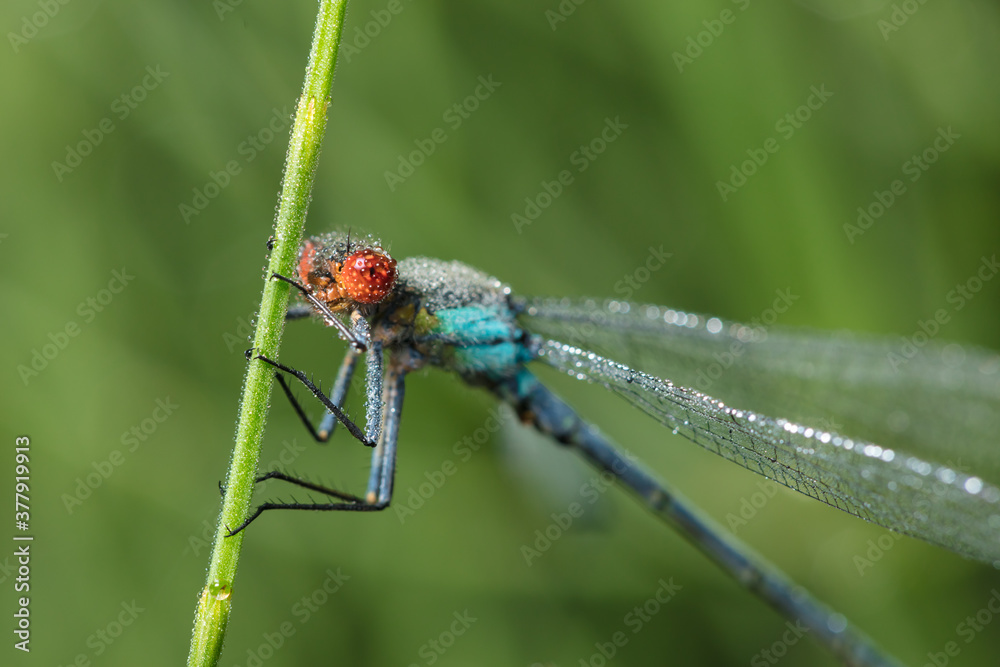 Fototapeta premium Dragonfly-arrow close-up, early morning in dewdrops