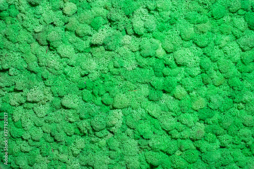 Seamless close up green mos...