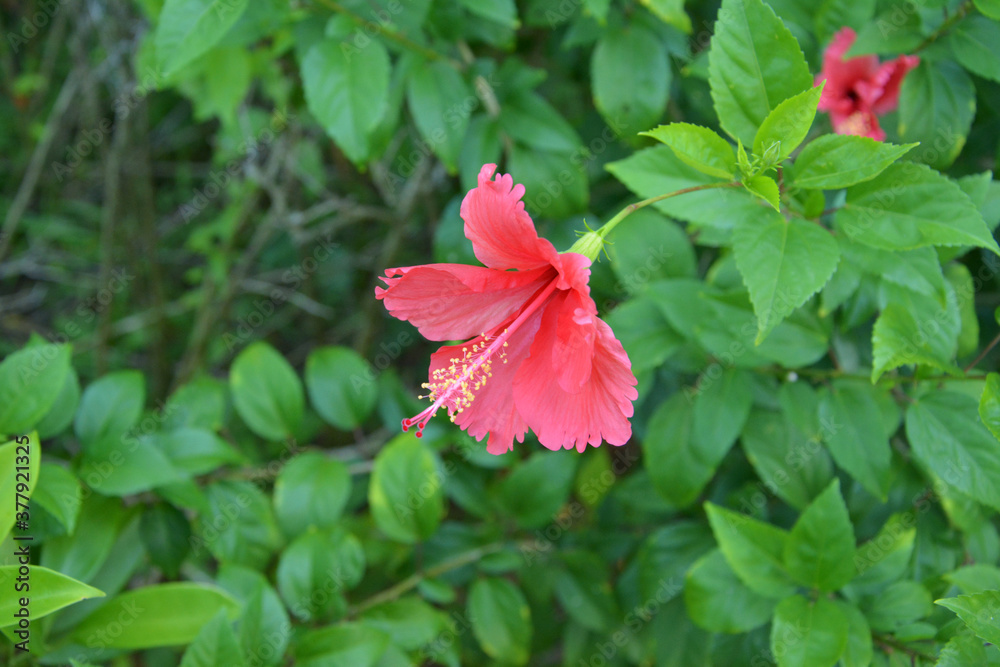 red  hibiscus blossoms with long pistil in the middle of green leaves in the garden