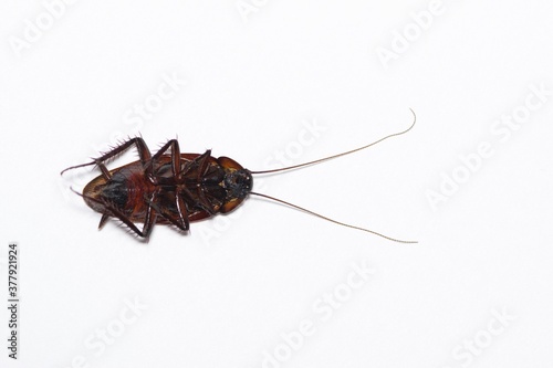 American Cockroach dead on its back isolated on a plain white background with room for text, macro flat lay format. Image taken in Houston, Texas. © Brett