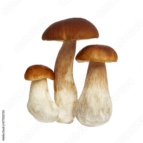 Boletus mushroom isolated on white background. King bolete.