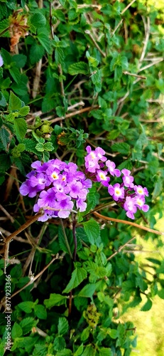 flowers in the garden