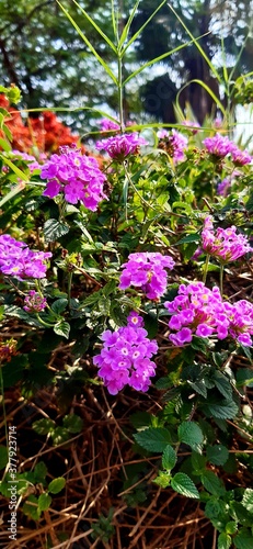 pink and purple flowers