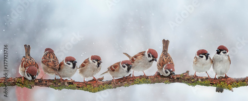 panoramic photo with small funny birds sitting on a branch in the garden under falling snowflakes