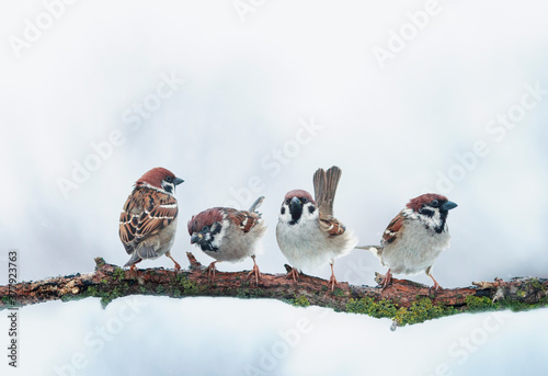 photo with little funny birds sparrows sitting on a branch in the garden under falling snowflakes