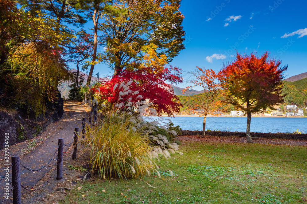 Japan in the fall. Autumn landscape Kawaguchiko. Trees on the ...