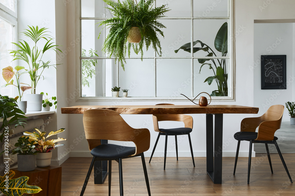 Fototapeta premium Stylish and botany interior of dining room with design craft wooden table, chairs, a lof of plants, window, poster map and elegant accessories in modern home decor.