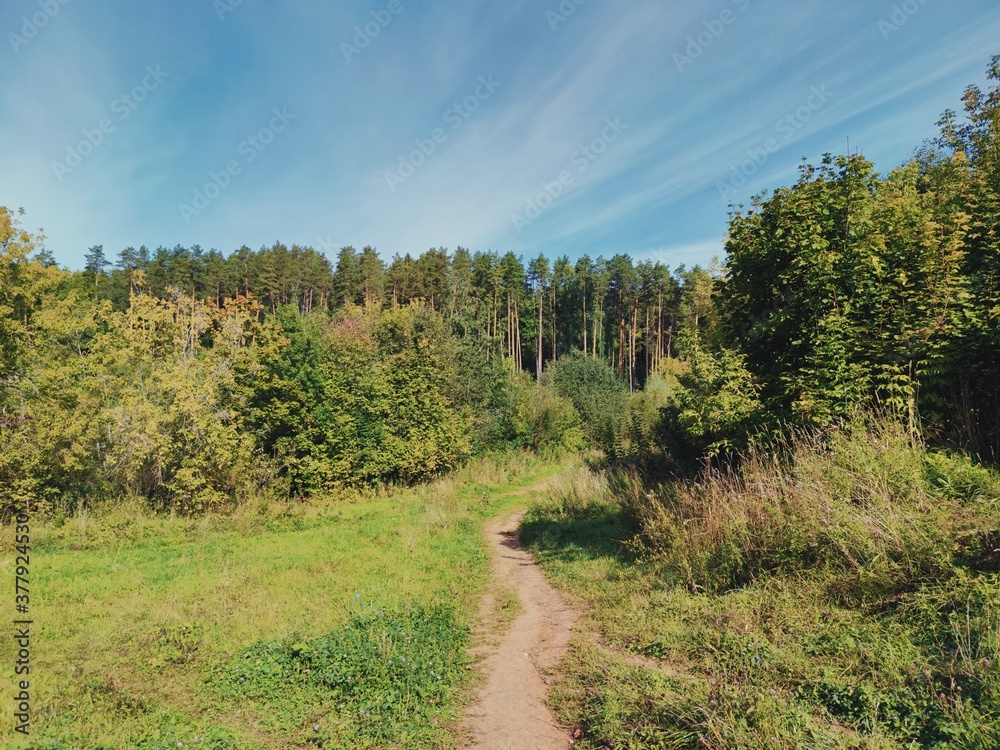 path to the green pine forest against the backdrop of a beautiful blue sky path to the green pine forest against the backdrop of a beautiful blue sky