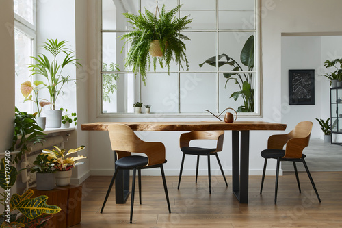 Stylish and botany interior of dining room with design craft wooden table, chairs, a lof of plants, window, poster map and elegant accessories in modern home decor.