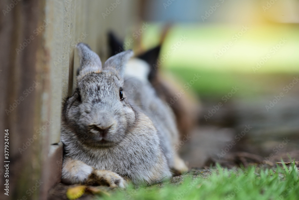 squirrel in the garden