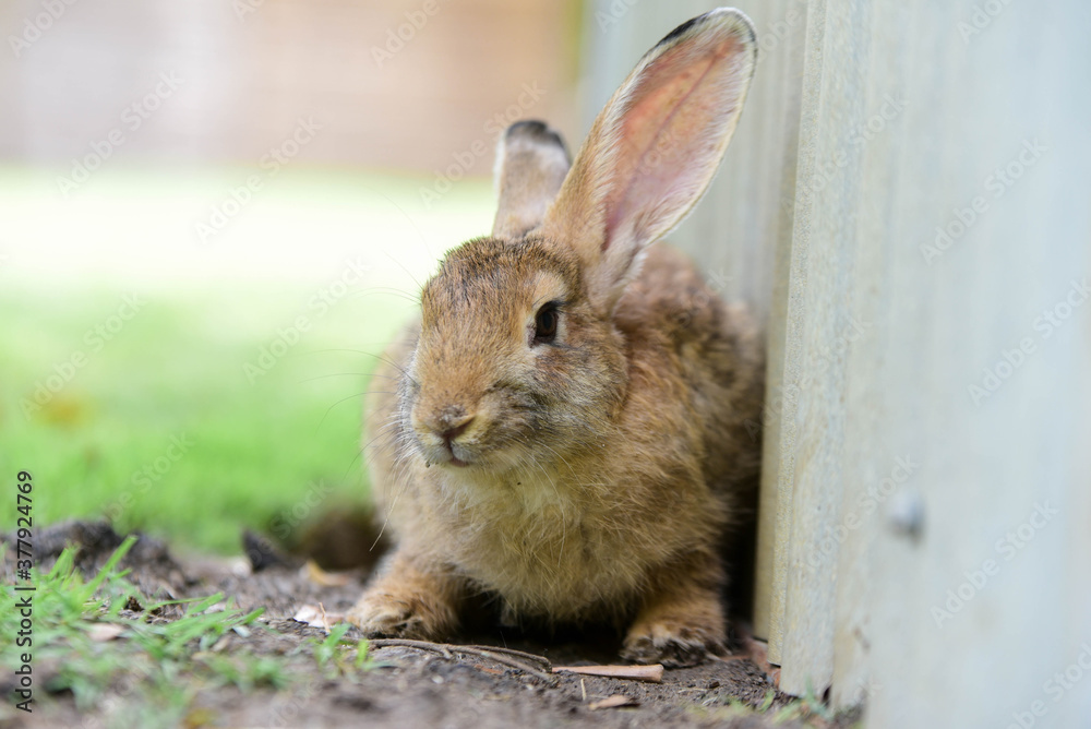 Fototapeta premium rabbit in the garden