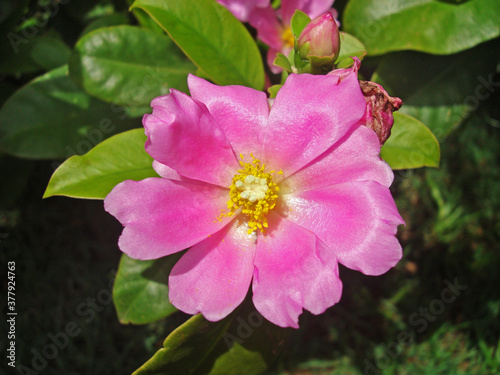 Pink pereskia flower  Pereskia grandifolia 