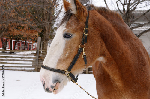 Canvas Print Close up of a Clydesdale horse head at Black Creek Pioneer Village