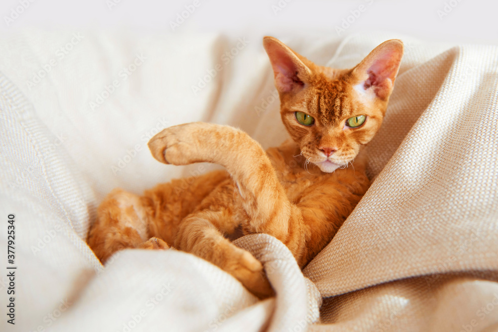 The ginger cat is funny holding a paw. The ginger cat is funny holding a paw.