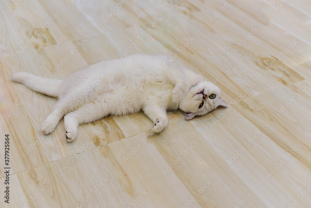 Fototapeta premium white cat sleeping on the floor