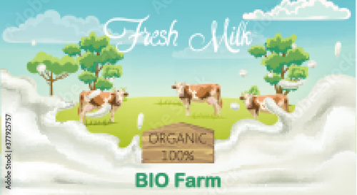 Three cows with brown spots looking at camera on a meadow with trees. Splashing fresh milk from bio farm