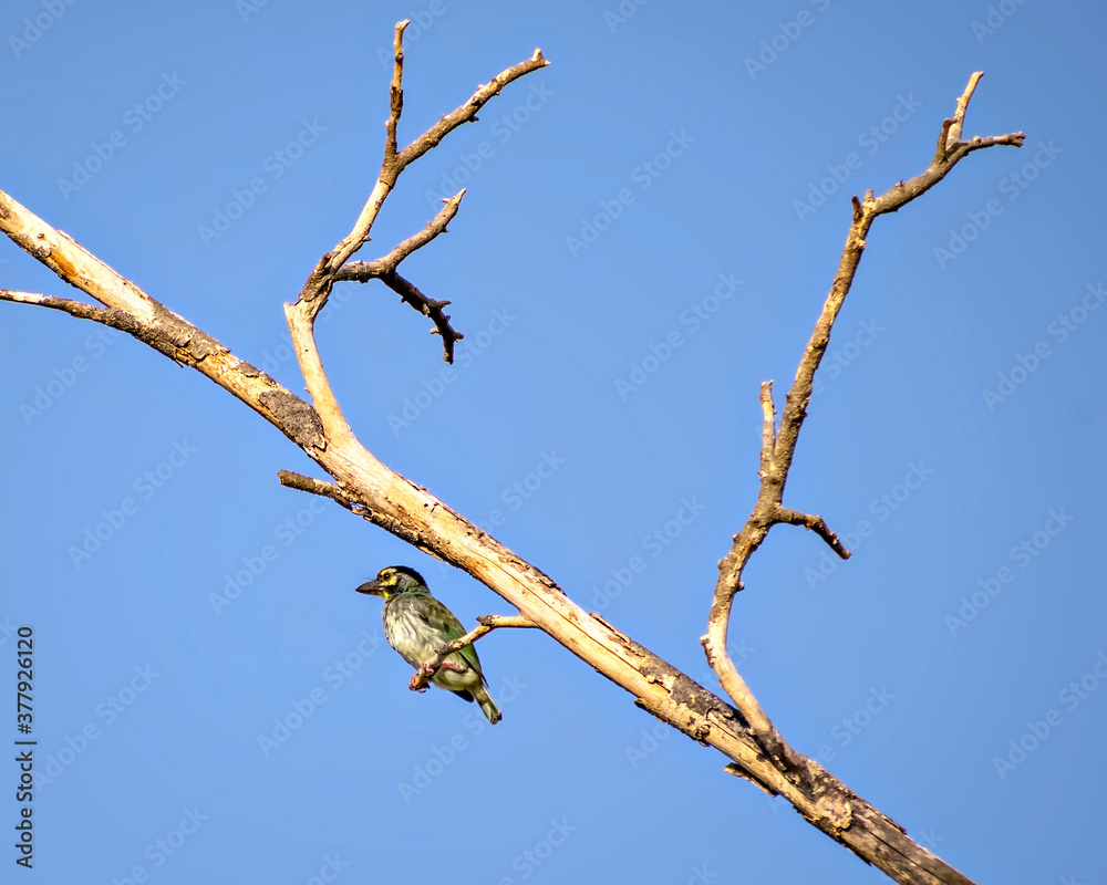 Isolated image of copper smith barbet bird, sitting on a dry tree branch. Isolated image of copper smith barbet bird, sitting on a dry tree branch.