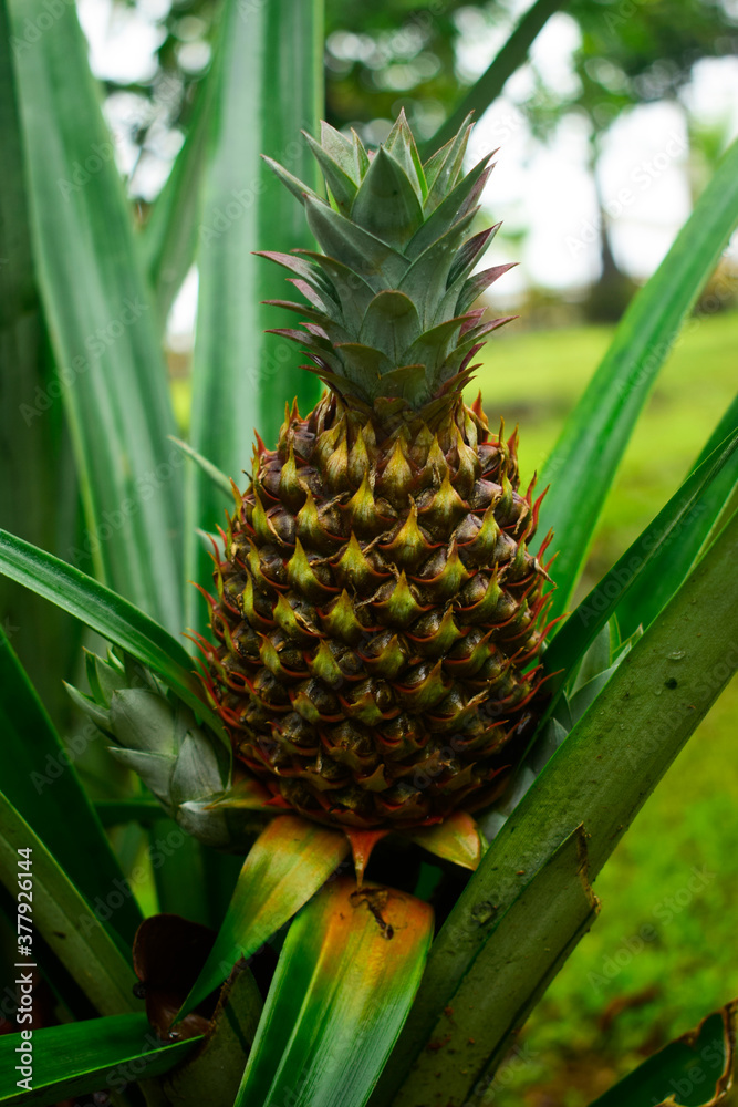 pineapple on the tree