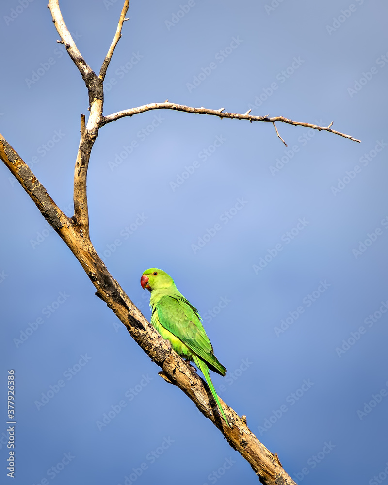 Indian ring-necked parakeet(Psittacula krameri)parrot sitting on dry tree branch. Indian ring-necked parakeet(Psittacula krameri)parrot sitting on dry tree branch.