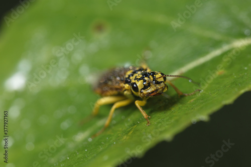 Small yellow-black beetle in early morning dew drops