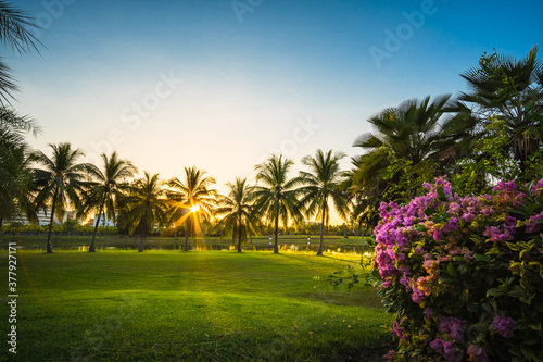 Green grass field with palm tree in Public Park © songdech17