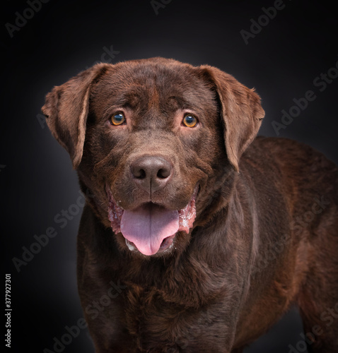 studio shot of a shelter dog on an isolated background